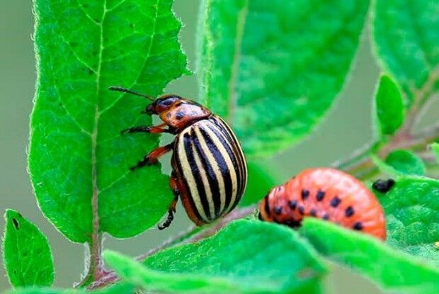 Через COVID-19 в Україні можуть остаточно зникнути колорадські жуки