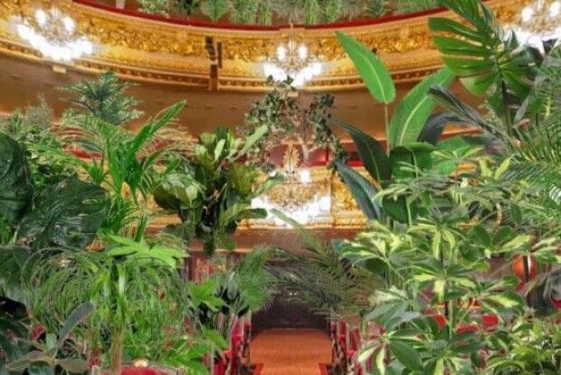 В Іспанії відбудеться концерт для рослин