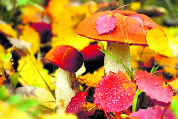 А попереду — ​ще два бабині літа!