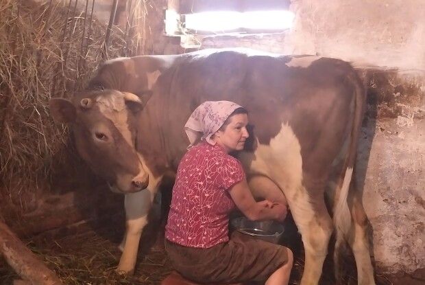 У господарстві фермерів з Волині квочка прихистила кошенят у своєму гнізді (Відео)