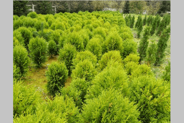 Лісівники Ковельщини вирощують для продажу декоративні види