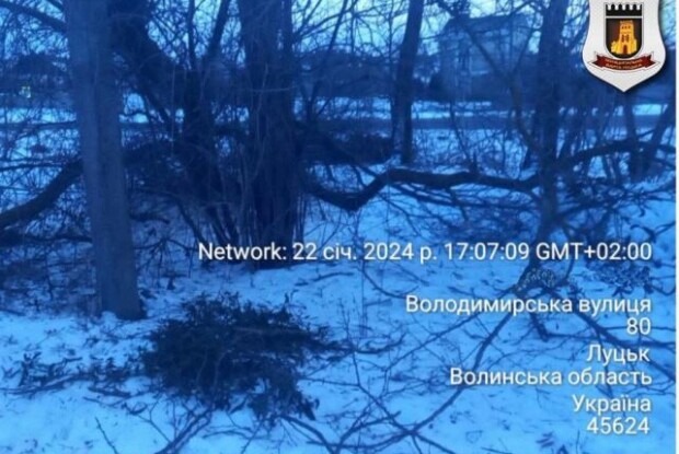 Лучанку оштрафували за зрізане дерево й пошкодження дротів електромереж