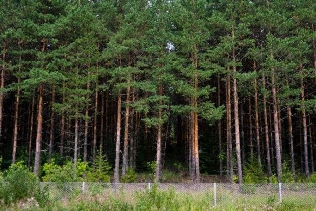 На Волині 74 гектари земель лісового фонду хочуть повернути державі
