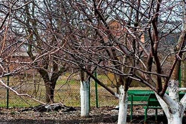 Не забувайте про сад ранньою весною