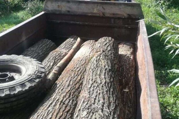 На Волині лісівники за допомогою фотопастки зловили крадіїв дуба