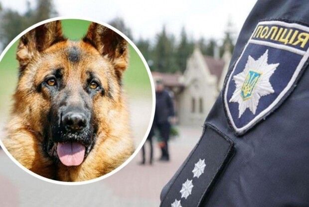 На Рівненщині жорстоко застрелили собаку на повідку – поліція шукає зловмисника