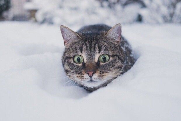 Львів паралізувало через снігопад (Відео) 