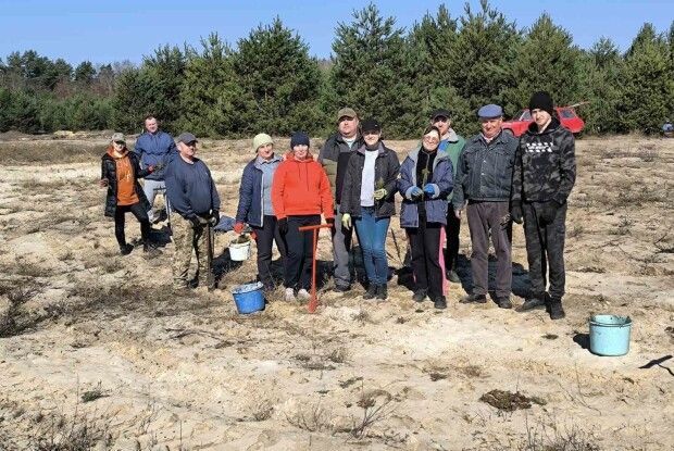 У громаді на Волині висадили 6000 саджанців сосни