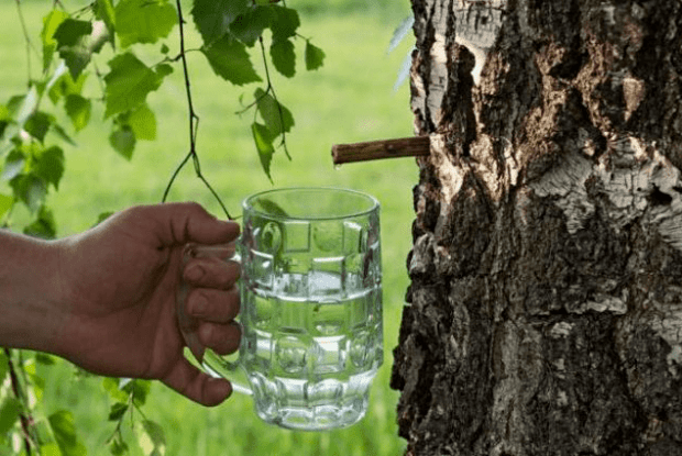 У Цумані хочуть переробити 50 тонн березового соку для експорту в США та Європу (Відео)