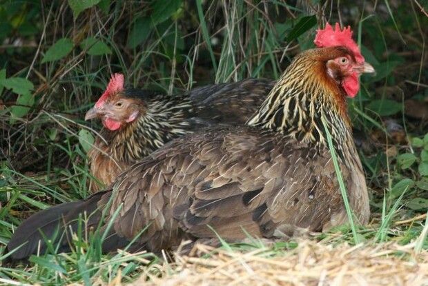 Півторамільярдний Китай роззявив рота на українську курятину