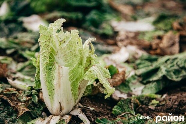 «Подивіться, як працюють – «адський» труд»: як на Волині збирають пекінську капусту (Фото)