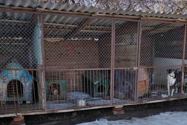 Луцькі волонтери б'ють на сполох: притулок для тварин потребує матеріальної підтримки (Фото)