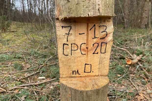 Волинянин розкрив «схеми» заготівлі дешевого лісу (Фото)