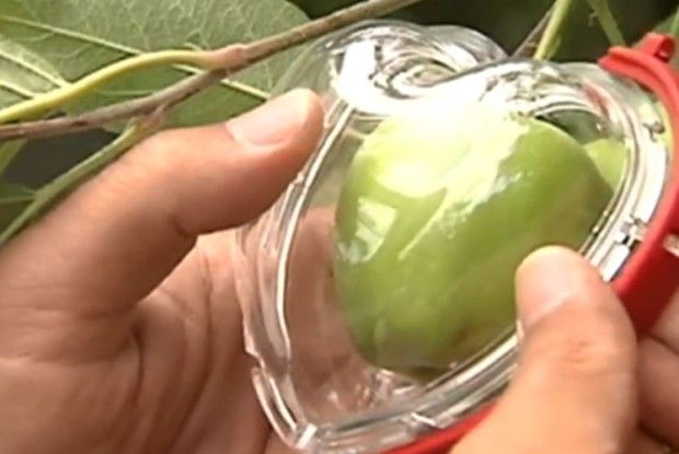 Переселенці вирощують під Києвом фігурні овочі та фрукти