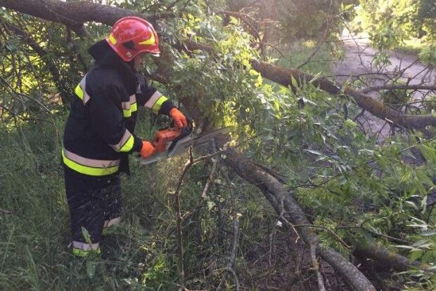У Здолбунівському районі Рівненщини сильний вітер повалив дерева