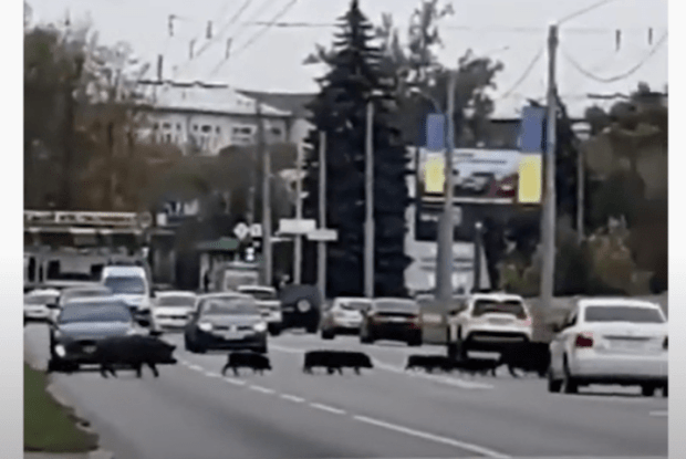 На вулиці одного з українських міст кабани зупинили рух автомобілів (Відео)