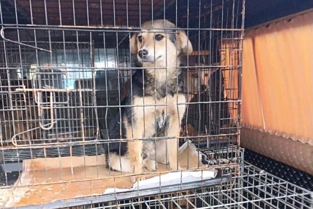 У місті на Волині виловлювали безпритульних собак