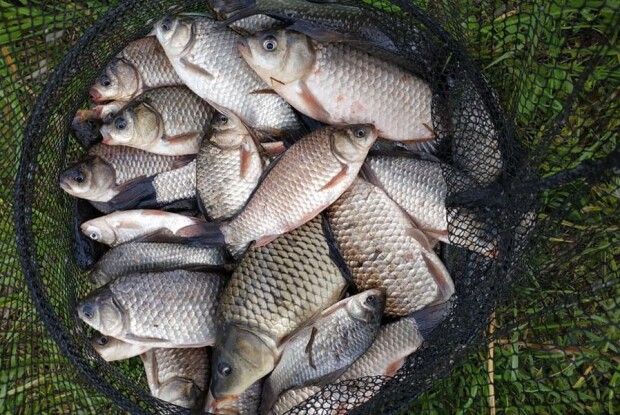 За ніч волинянин натягав кошик карасів