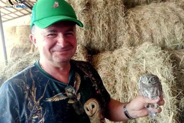 Повернення сипухи: на Волині вперше за століття оселилися рідкісні сови (Фото)