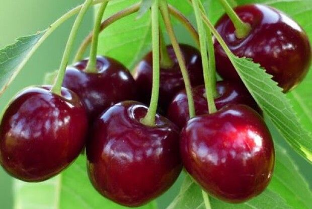 Фермери змушені згодовувати черешню свиням