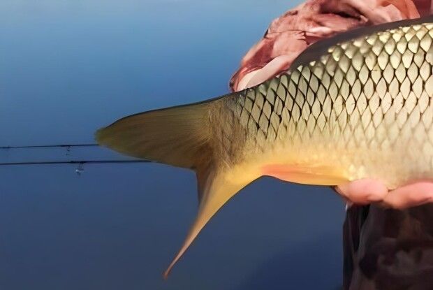 На Рівненщині чоловіки виловили річкових «монстрів» (Фото)