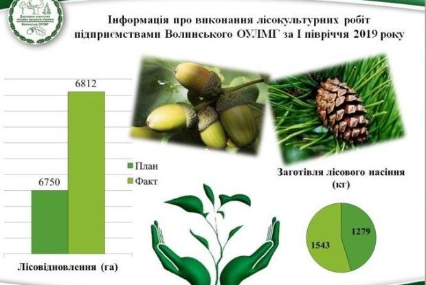 Волинські лісівники посадили ліс на площі, що перевершує Луцьк, Володимир-Волинський та Ківерці разом узяті