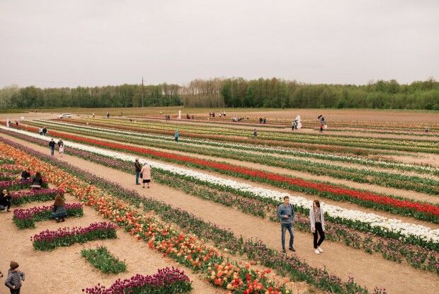 Організатори фесту «Волинська Голландія», повідомили, чому цього року стартують пізніше