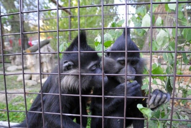  Луцький зоопарк: новоприбулі мавпочки мангобеї запрошують у гості!