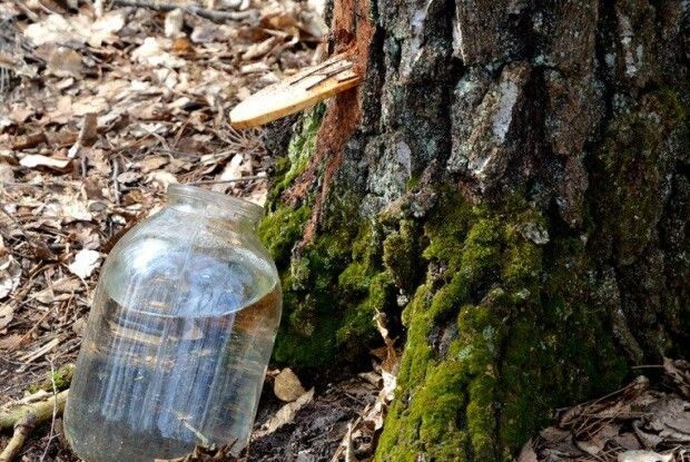 Де на Волині можна купити березового соку