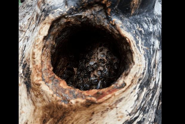 На Волині у національному природному парку «Цуманська пуща» врятували родину диких бджіл