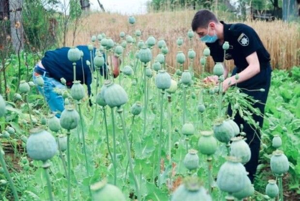Де на Волині вже нещадно знищують опіумні рослини