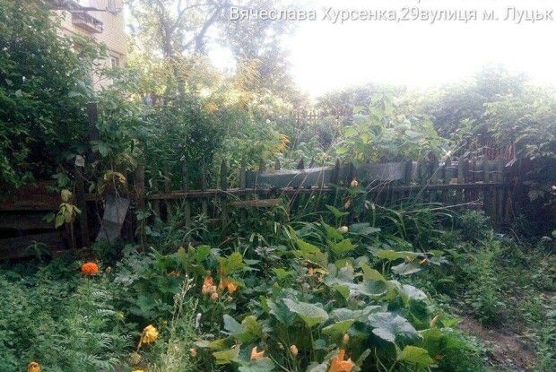 «Свободу гарбузам!»: луцькі «муніципали» взялися за самовільно загороджені «горідчики» на Мазепи, Саперів та Хурсенка (фото)