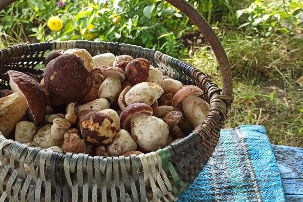 Волинянка взяла в полон батальйон боровиків (Фото)