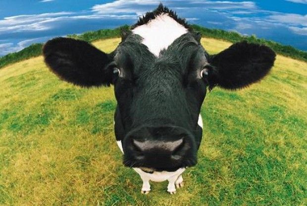 Львів’янин викрав на Волині 3 корови