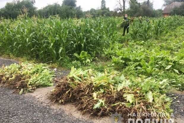На Волині городами пройшлася поліція: у Рожищі та Ратному не буде з чого пекти пироги з маком (Фото)