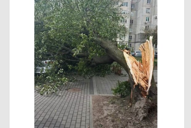 На Волині через сильний вітер впало дерево на припаркований автомобіль