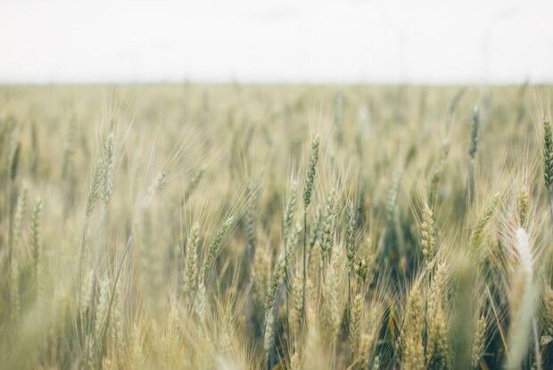 Вже понад півтори тисячі волинян продали свої земельні паї