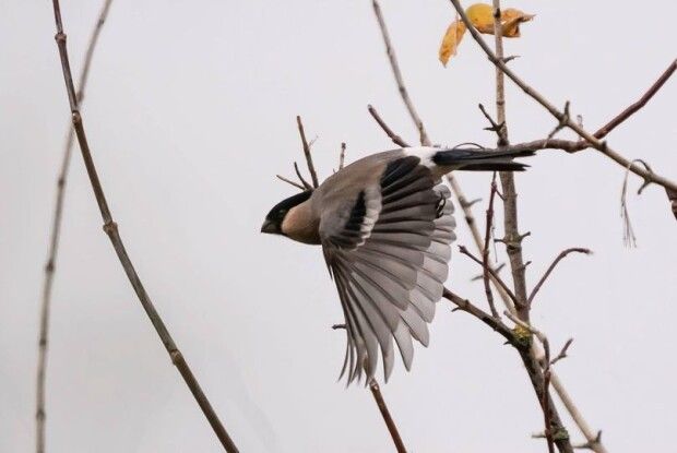У Рівне вже прилетіли снігурі