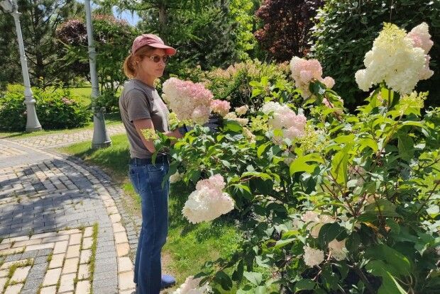 Обрізає кипариси «спіралькою»: показали, як Марина Порошенко лазить по деревах (Відео, Фото)
