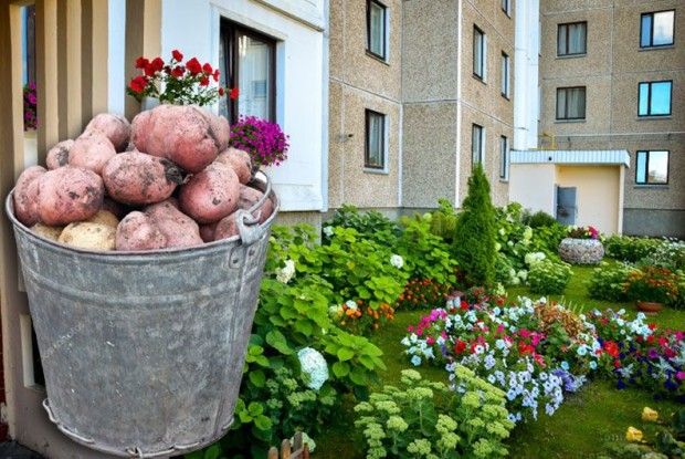 Коли ж квіти у нас переможуть картоплю?