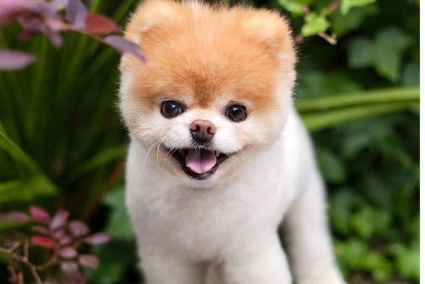 Помер «наймиліший собака» у світі