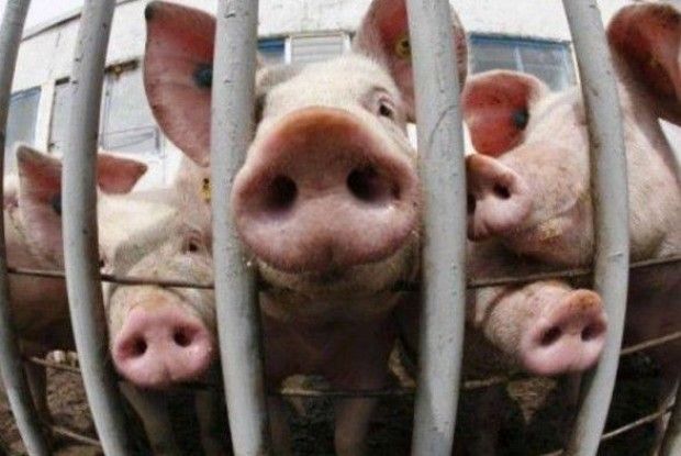 Китайці пропонують рятувати свиней від АЧС цвітною капустою