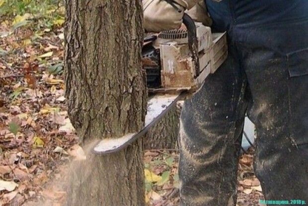 За зрубані 425 дерев на Рівненщині заплатять 400 тисяч гривень штрафу