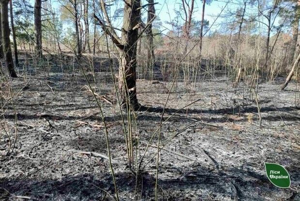 У Луцькому районі вночі виявили підпалювачів лісу