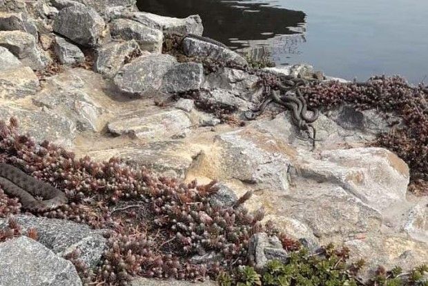 Відвідувачі шоковані: змії у Дніпрі окупували ресторан