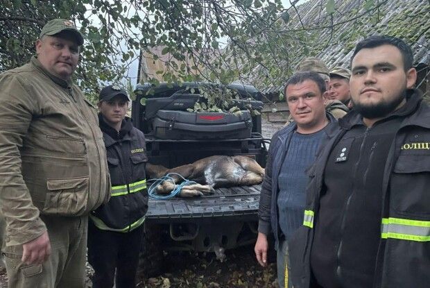 На Волині врятували поранене лосеня (Фото)