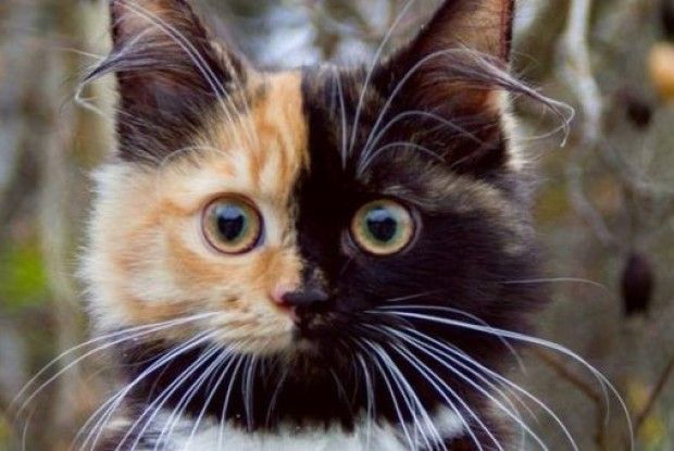 На Вінничині кицька врятувала з вогню пожежника