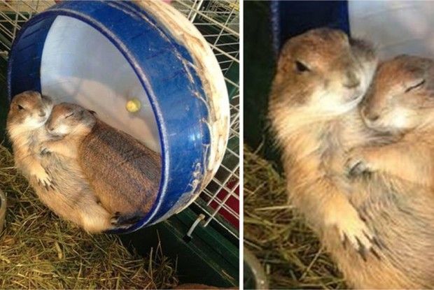 «Цілуй, цілуй, цілуй її…»