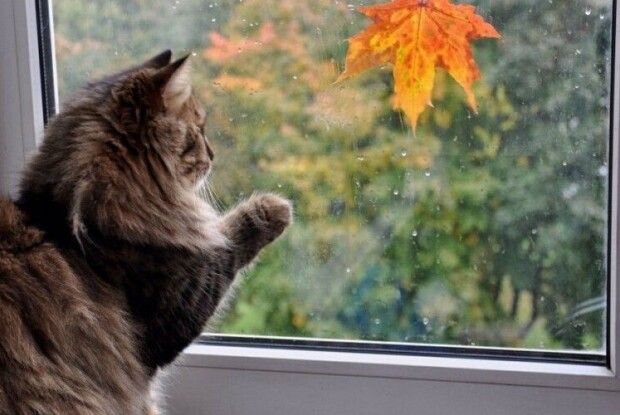 Якою буде погода на Волині 22 жовтня