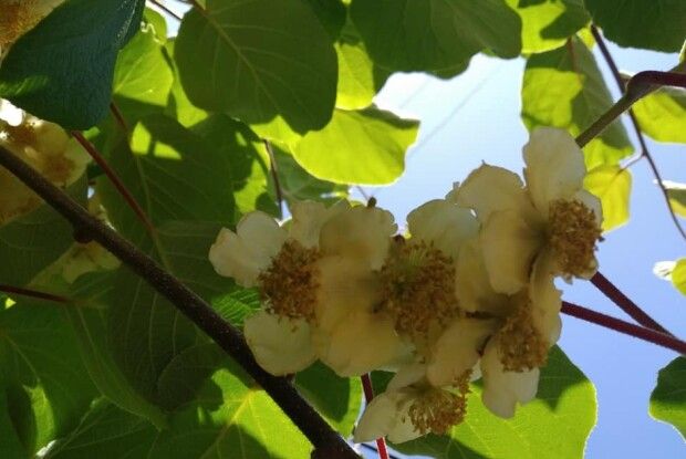 Вперше в Україні зацвіли ківі